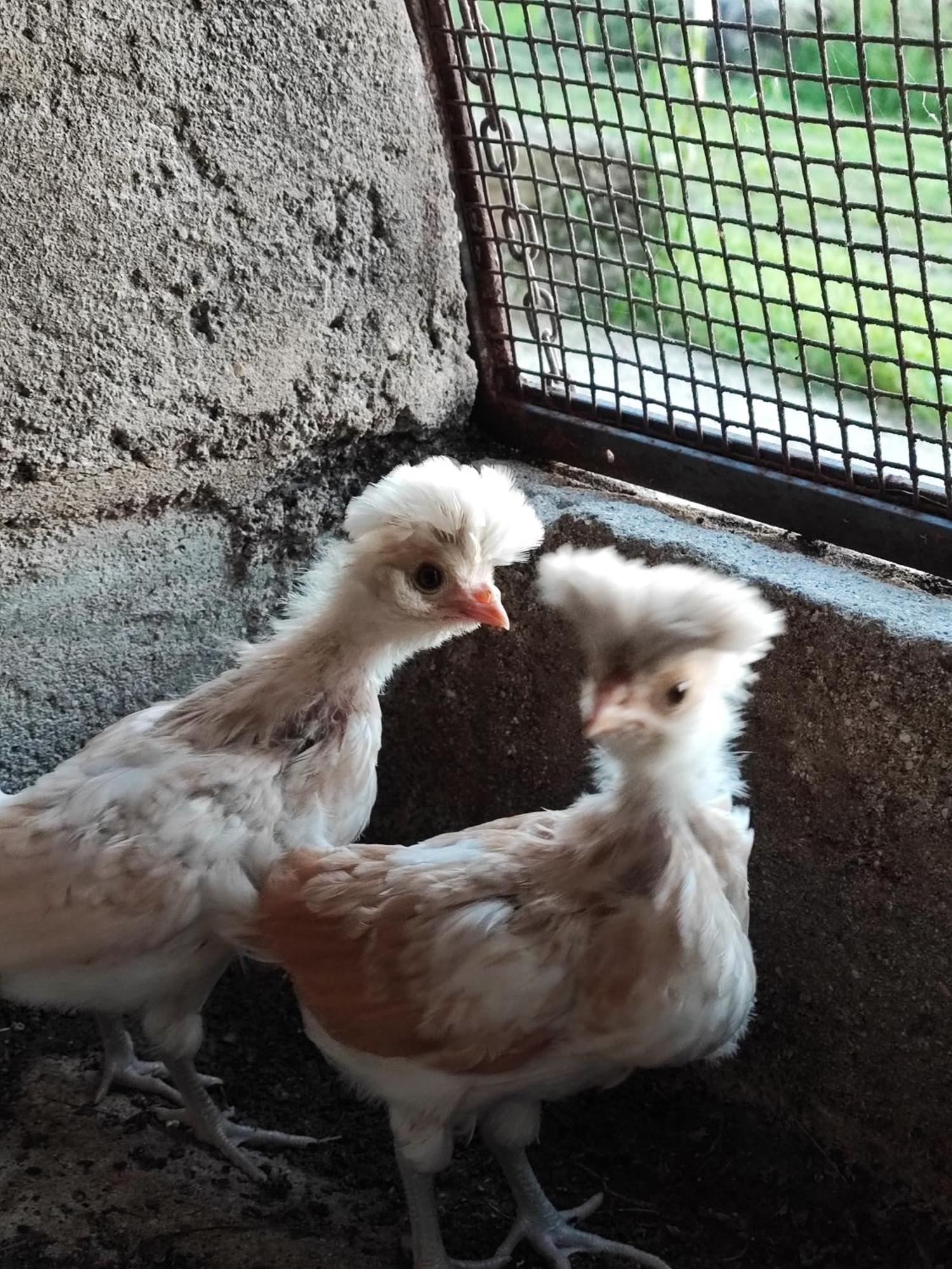 Ca' Dei Berici - Residence Ad Arcugnano Grancare Bilik gambar